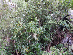 Berberis serrato-dentata