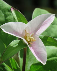 Trillium ovatum