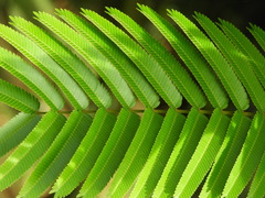 Pentaclethra macroloba