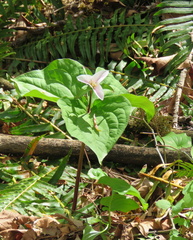 Trillium ovatum