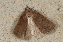 Authaemon stenonipha