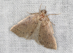 Authaemon stenonipha