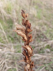 Orobanche lutea