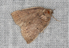 Authaemon stenonipha