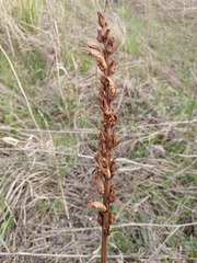 Orobanche lutea