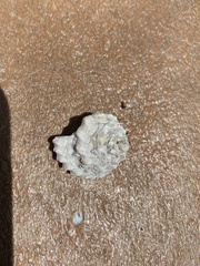 Cenchritis muricatus