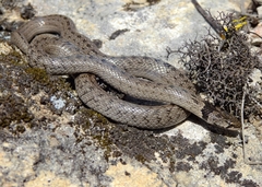 Macroprotodon brevis ibericus