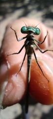 Ischnura elegans