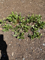 Leucanthemum × superbum