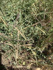 Cynodon dactylon dactylon