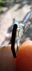 Ischnura elegans