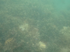 Diplodus holbrookii