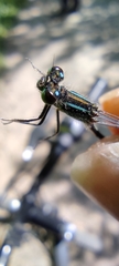 Ischnura elegans