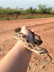 Heterodon nasicus