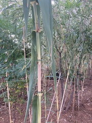 Phragmites australis
