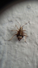 Deraeocoris flavilinea