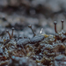 Licea operculata - Photo 由 Alexander Shirokikh 所上傳的 (c) Alexander Shirokikh，保留部份權利CC BY-NC