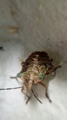 Pentatoma rufipes