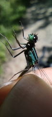 Ischnura elegans