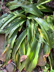 Merwilla plumbea