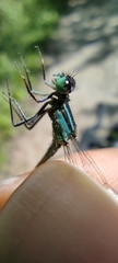 Ischnura elegans