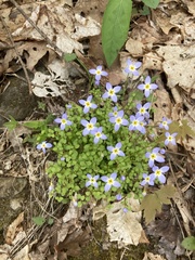 Houstonia serpyllifolia