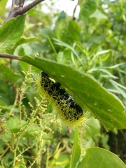 Leucanella viridescens