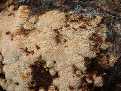 Raduliporus aneirinus