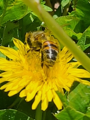 Apis mellifera