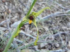 Bipinnula volkmannii