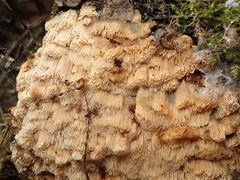 Raduliporus aneirinus