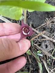 Asarum canadense