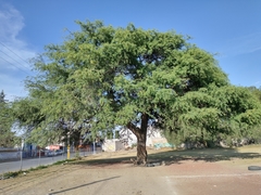 Prosopis