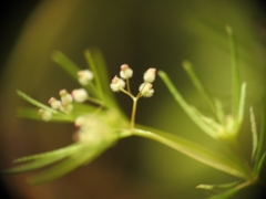 Galium setaceum