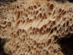 Raduliporus aneirinus