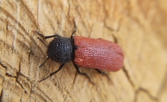 Bostrichus capucinus