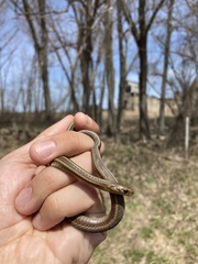 Thamnophis brachystoma