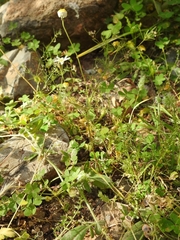 Galium setaceum
