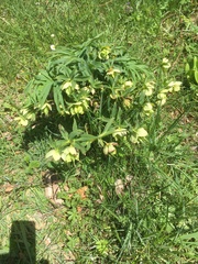 Helleborus viridis