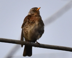 Turdus pilaris