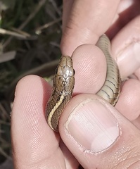 Thamnophis brachystoma