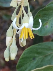 Styrax ferrugineus