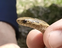 Thamnophis brachystoma