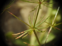 Galium setaceum