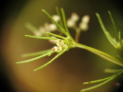 Galium setaceum