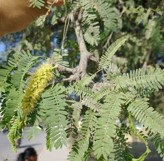 Prosopis
