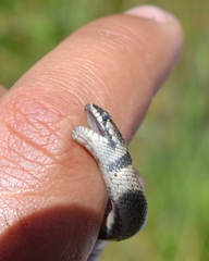 Macroprotodon brevis ibericus