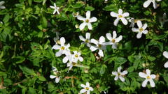 Chaenostoma integrifolium