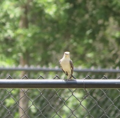 Mimus polyglottos image