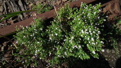 Chaenostoma integrifolium